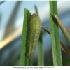 melanargia russiae azerbaijan larva3b